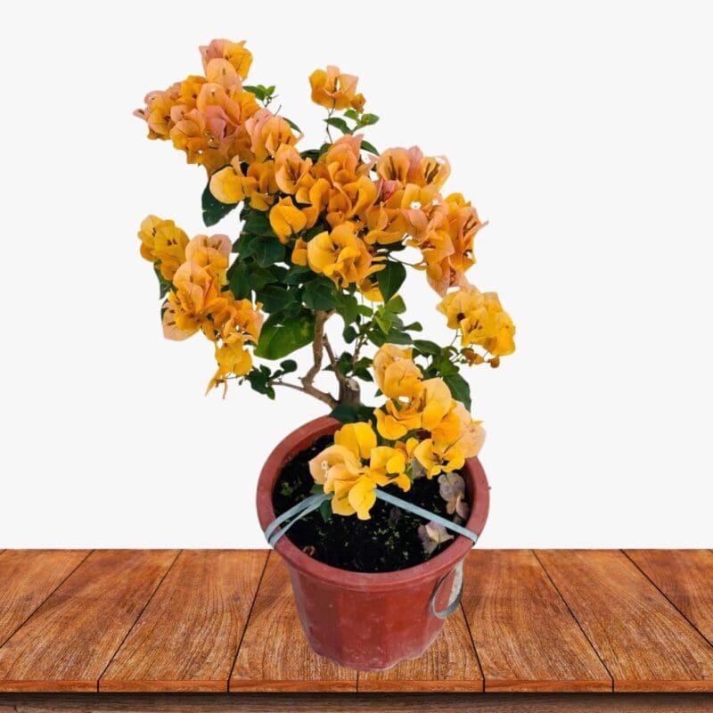 Bougainvillea Gold – blozem