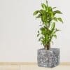 Fibreclay Square 
Planter Black - Image 2