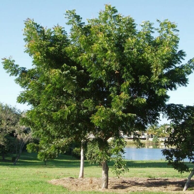 Neem TreeAzadirachta indica - Image 3