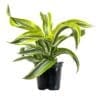 Lemon Surprise Dracaena