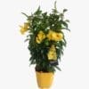 Bush Allamanda Yellow 
Climber - Image 3