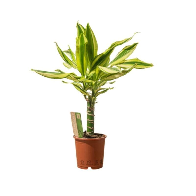 Dracaena fragrans yellow coast - Image 3