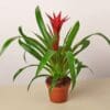 Bromeliad Red Guzmania