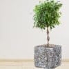 Fibreclay Square 
Planter Black - Image 5