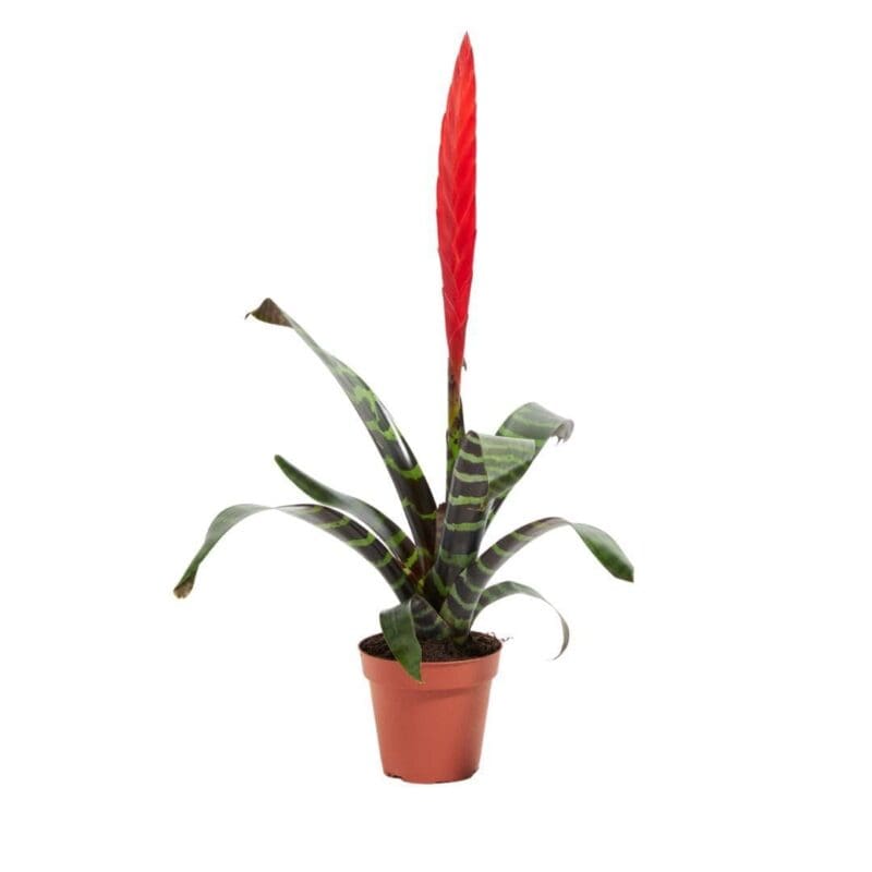 Vriesea Bromeliad - Image 3