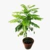 Curry Leaves - Image 3
