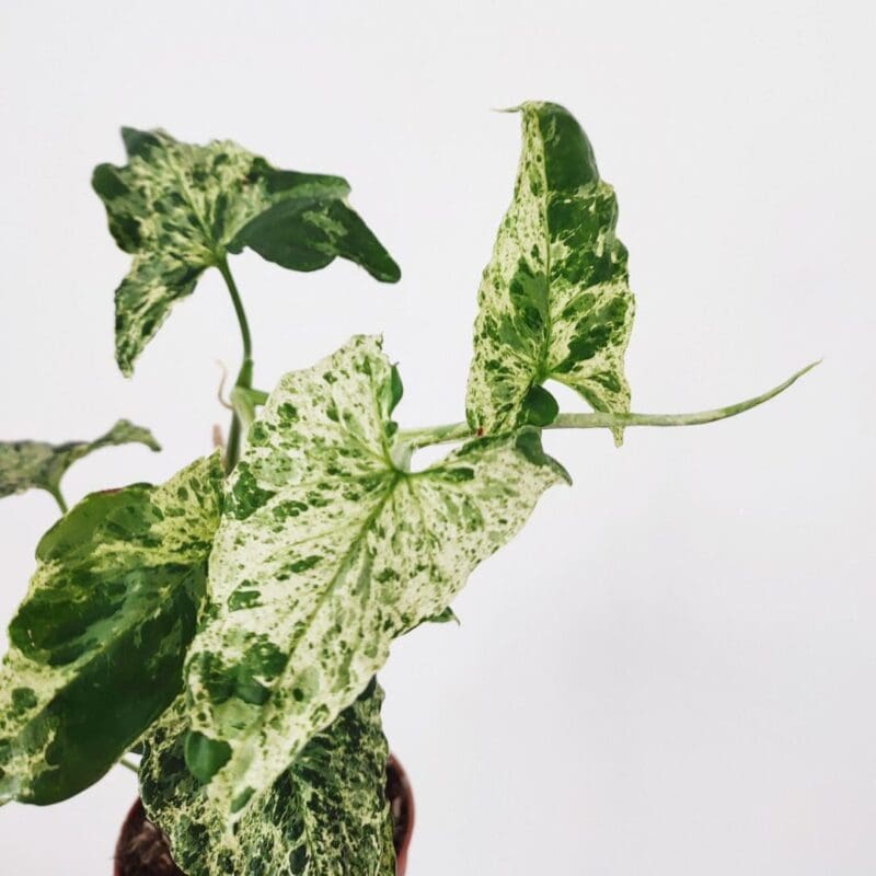 Syngonium podophyllum 
Mottled Mojito - Image 3