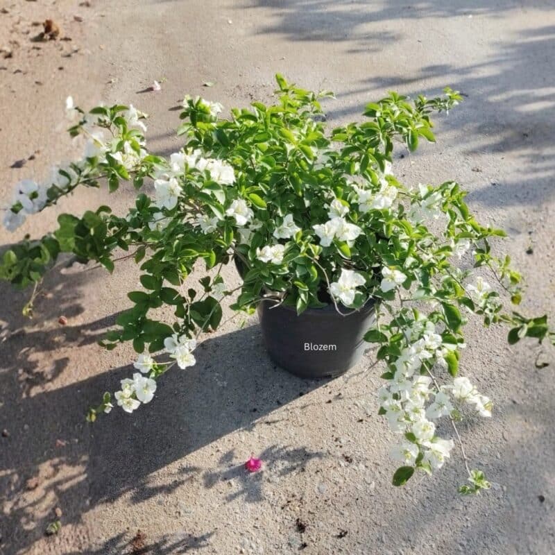 Bougainvillea White Bushy