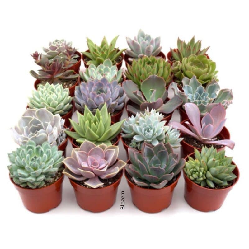Mini Succulent mix
1 pcs