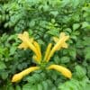Tecoma capensis - Yellow Bells 
Bushy - Image 3