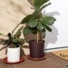 Plastic Saucer Base Round Plant
Medium - Image 3