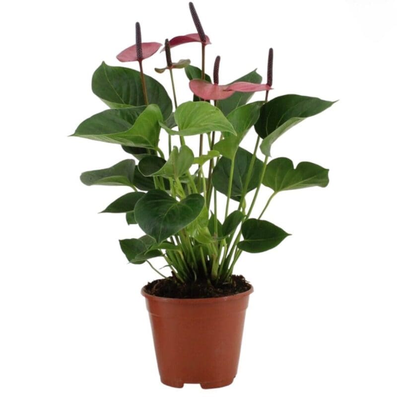 Anthurium ‘Baby Purple’ - Image 2