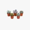 Mini Succulent mix
1 pcs