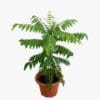Curry Leaves - Image 2
