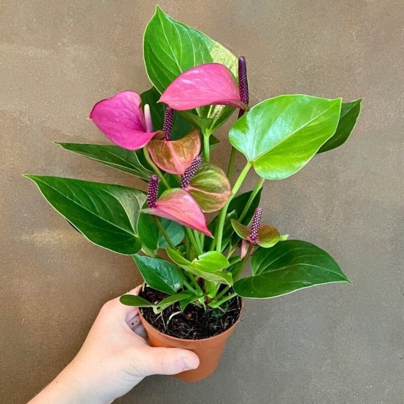 Anthurium ‘Baby Purple’