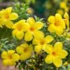 Bush Allamanda Yellow 
Climber - Image 4