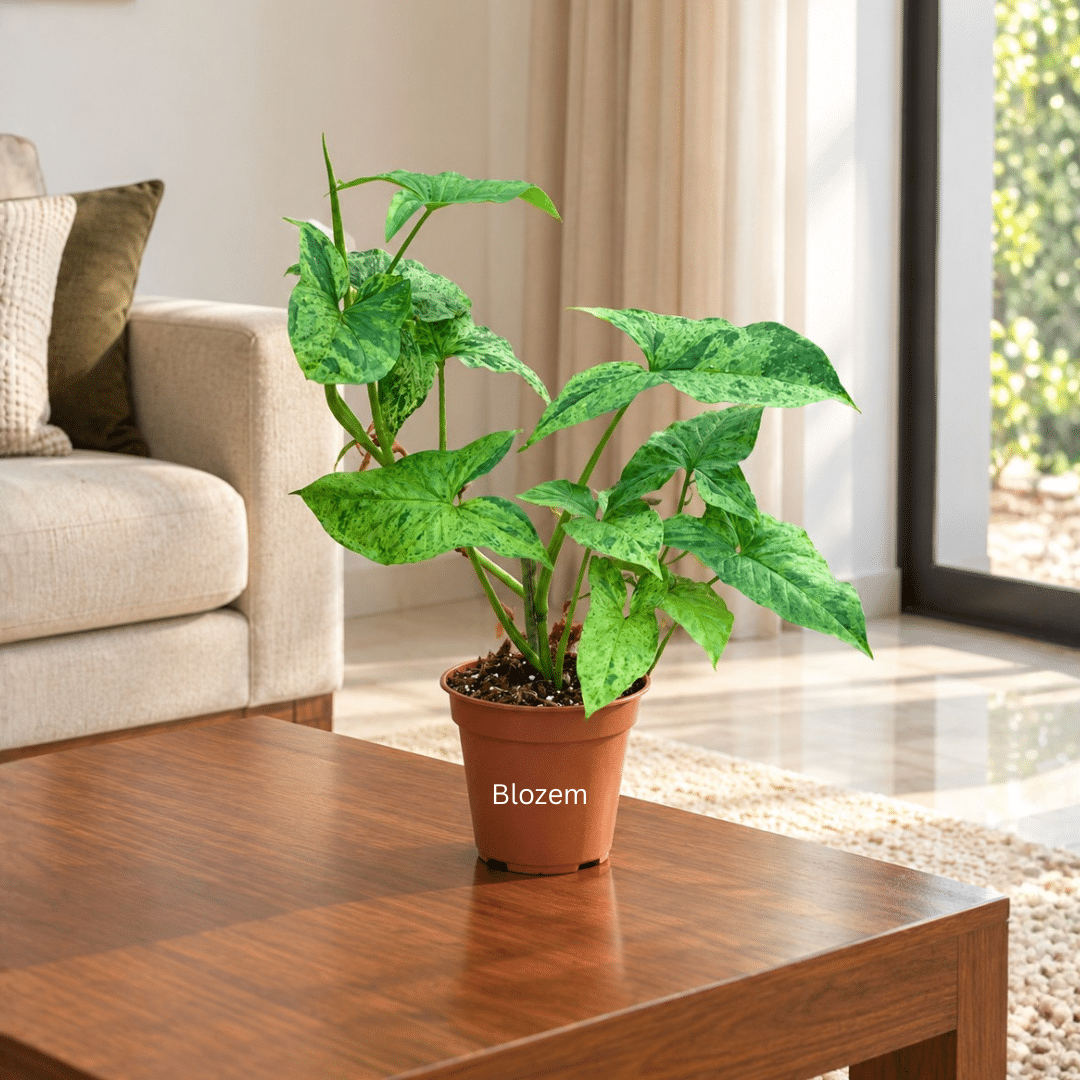 Syngonium podophyllum
Mottled Mojito