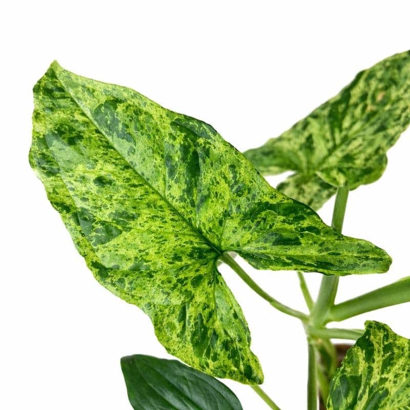 Syngonium podophyllum
Mottled Mojito - Image 2