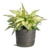 Aglaonema Kiwi - Chinese Evergreen