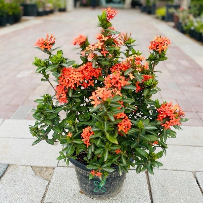 Ixora chinensis “Red”