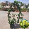 Grape Vine
(Fruit Plant)