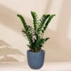 Zamioculcas zamiifolia - ZZ Plant
80cm - Image 5