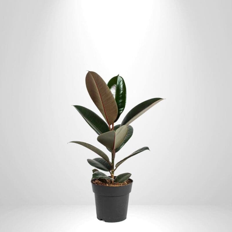 Ficus Elastica Abidjan – Rubber Plant - Image 4