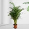 Areca Palm
110cm - Image 2