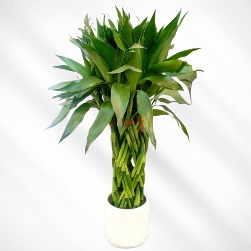 Braided Lucky Bamboo - 30 stem
(With ceramic pot) - Image 3