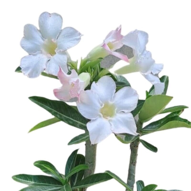 Adenium Plant-Desert Rose (White) - Image 3