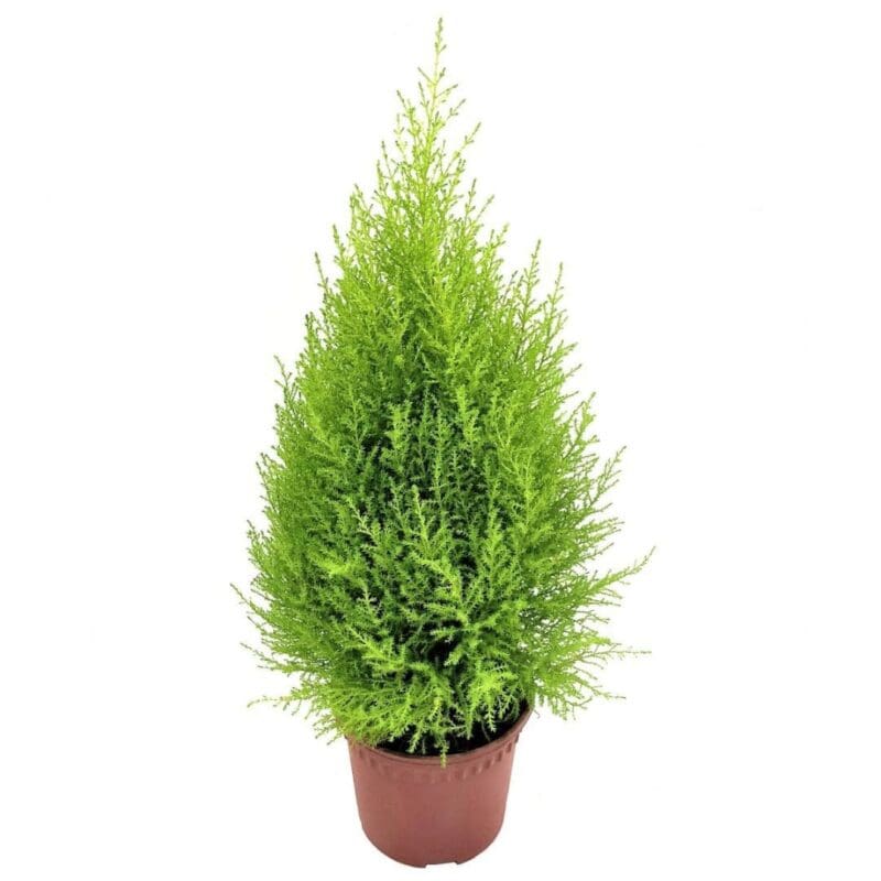 Cupressus macrocarpa 'Wilma Goldcrest' - Image 3