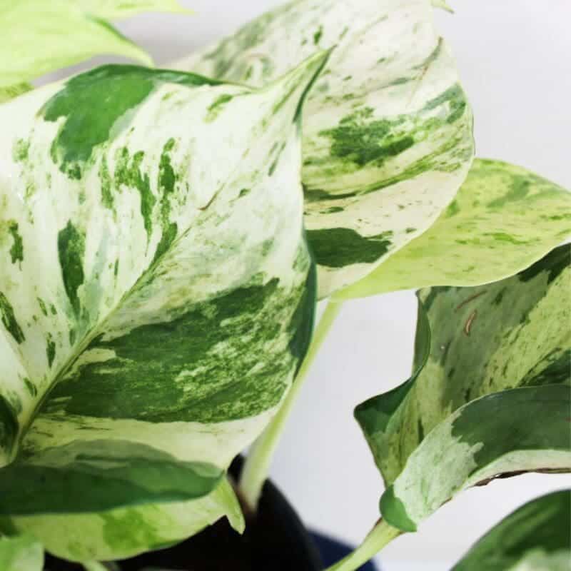 Epipremnum aureum ‘Happy Leaf’ – blozem