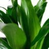 Dracaena Janet Craig Compacta - Image 5