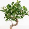 Bonsai Ficus Retusa
(Table Plant) - Image 4