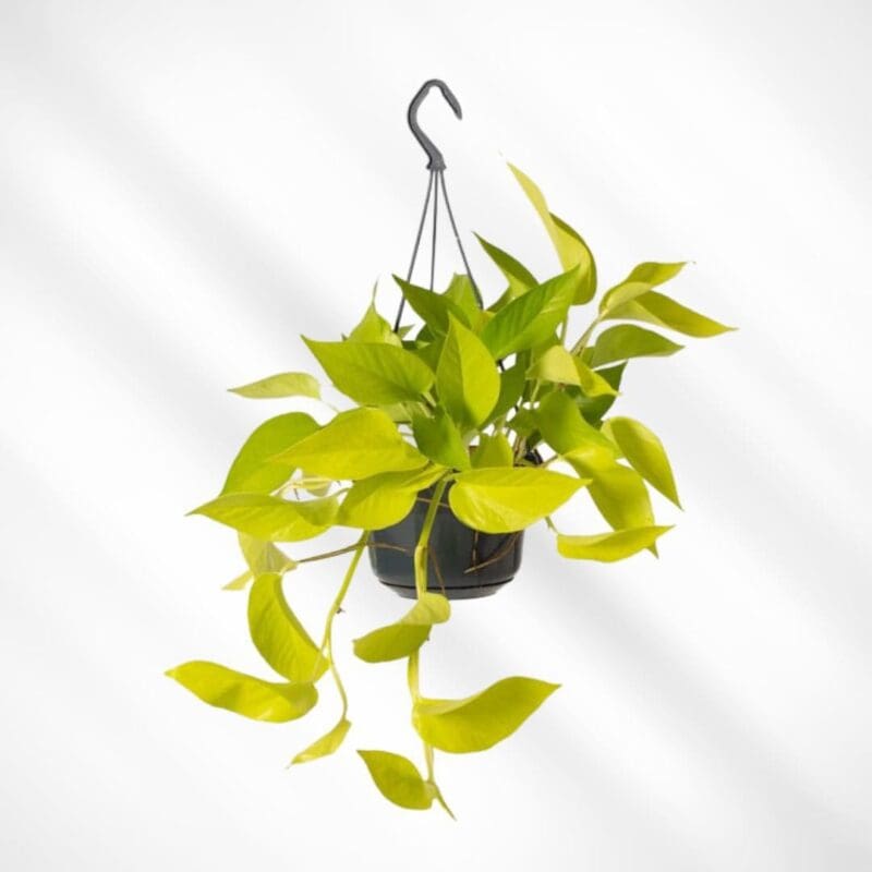 Neon Pothos Hanging - Image 3