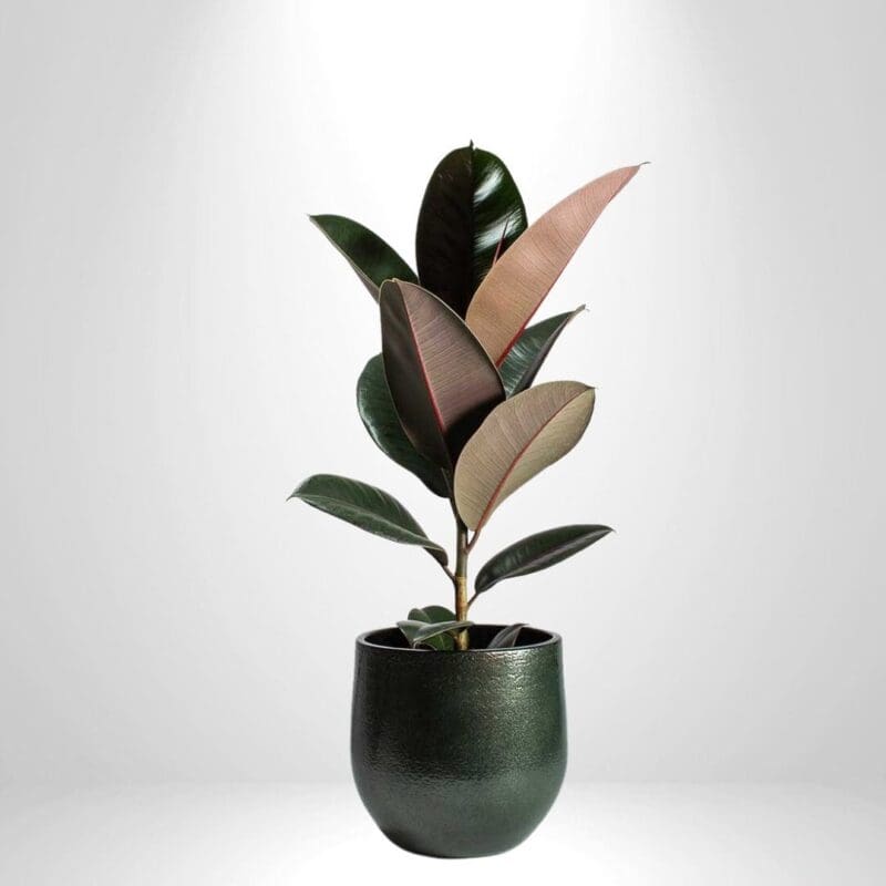 Ficus Elastica Abidjan – Rubber Plant - Image 5