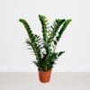 Zamioculcas zamiifolia - ZZ Plant
80cm - Image 3