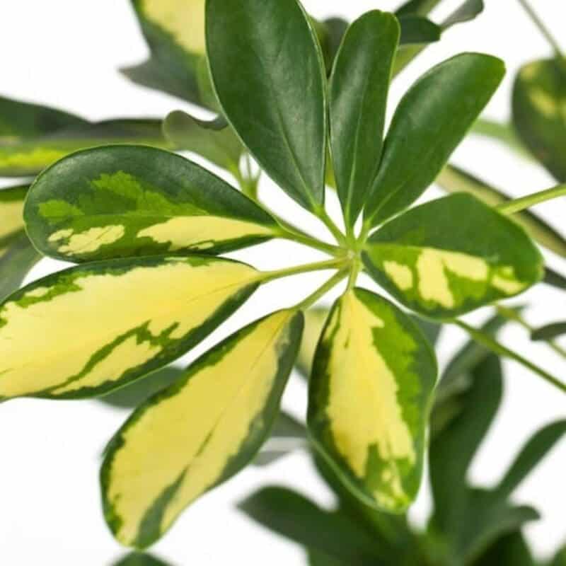 Schefflera Gold Capella Dwarf Umbrella Tree Bushy Blozem Schefflera Gold Capella Dwarf Umbrella Tree Bushy Blozem