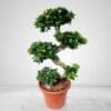Ficus Bonsai S Shape - XL - Image 7