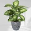 Dieffenbachia Maroba - Dumb Cane
Big size - Image 6