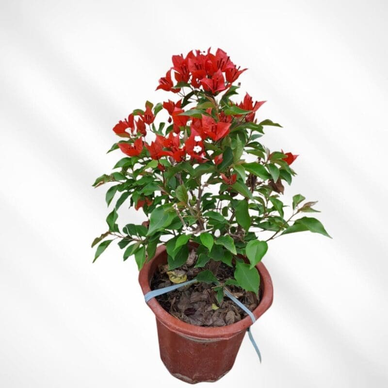 Bougainvillea Red – blozem