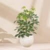 Schefflera arboricola - Dwarf Umbrella Tree - Image 4