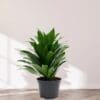 Dracaena Janet Craig Compacta - Image 3