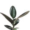 Ficus Elastica ‘Robusta’ - Image 5