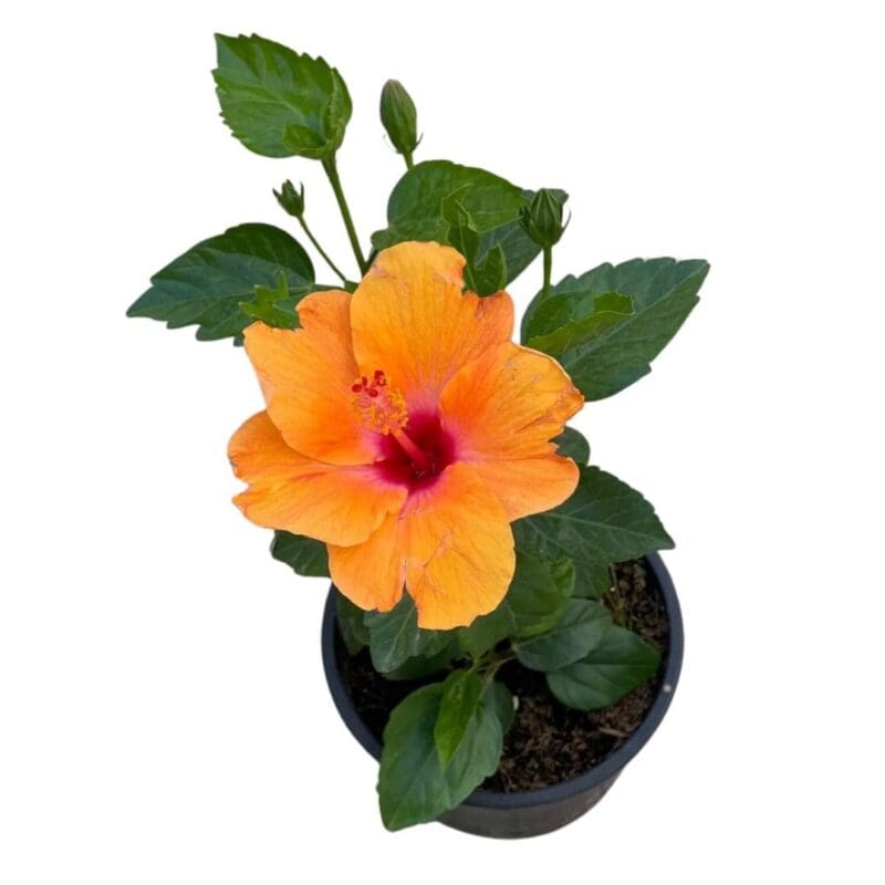 Hibiscus - Image 3