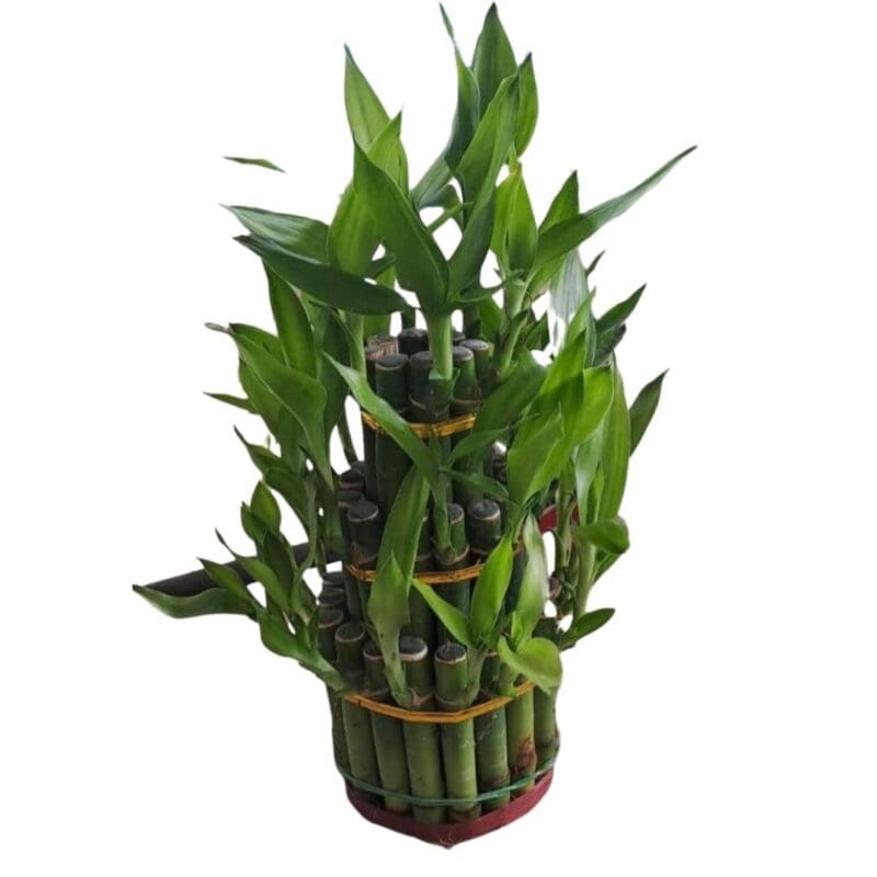 Lucky Bamboo 3 Layer - Image 4