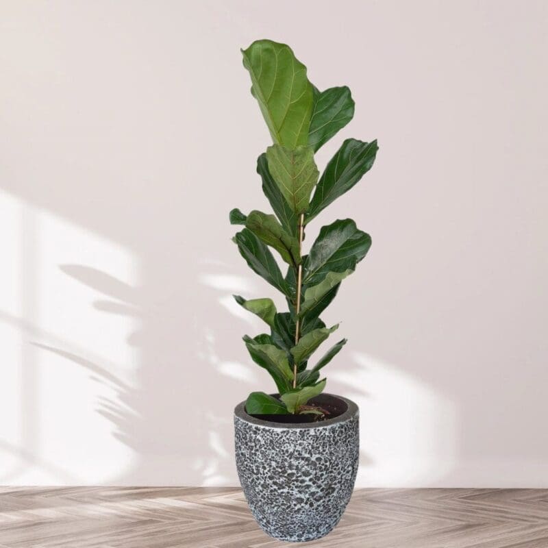 Potted Fiddle leaf fig – blozem