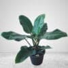 Philodendron ‘Imperial Green’
Big size - Image 4