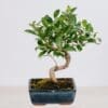 Bonsai Ficus Retusa
(Table Plant)