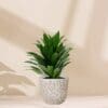 Dracaena Janet Craig Compacta - Image 4